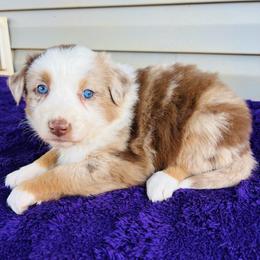 Zoey - Red merle female Australian Shepherd puppy in Charlotte, North Carolina from Awesome Aussies