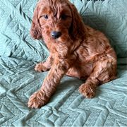 Purple - Red female Irish Doodle puppy in Bloomfield, Iowa from Schooley Doodles