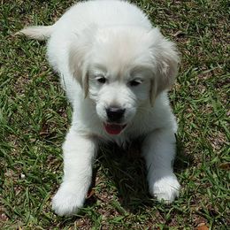 Golden Retriever Puppies from A Golden Paradise