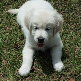 Golden Retriever Puppies from A Golden Paradise