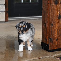 Juniper - Blue merle female Australian Shepherd puppy in Stephenville, Texas from Rockin B Australian Shepherds