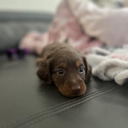 Dachshund and French Bulldog Puppies from Trust Fund Devil Kennel