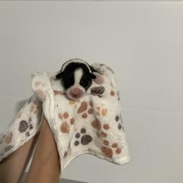 Faith - Black and tan female Pembroke Welsh Corgi puppy in Morgantown, Pennsylvania from GoldStar Corgis (License Number 18519)