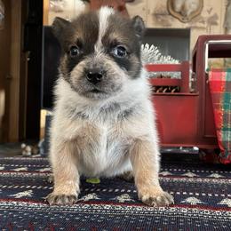Queen Boy 1 - Blue speckled male Australian Cattle Dog puppy in Monroe, Louisiana from The Sweet Kennels