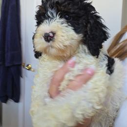 Boy 1 - Black white and tan male Cockapoo puppy in Galena, Illinois from Perry's doodles