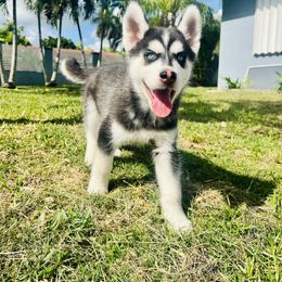 Maltese and Siberian Husky Puppies from Nyx’s Pack