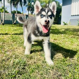 Maltese and Siberian Husky Puppies from Nyx’s Pack