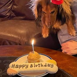 Dachshund Puppies from Aster Creek Kennel