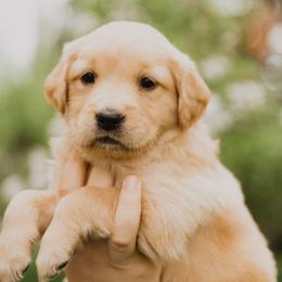 Golden Retriever Puppies from Rocky Mountain Field Goldens
