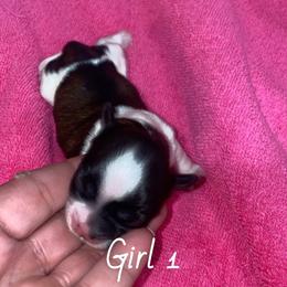 Girl 1 - Brindle and white female Shih Tzu puppy in Bauxite, Arkansas from TnT Shih Tzu