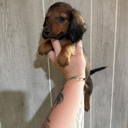 Slinky - Chocolate male Dachshund puppy in Maidsville, West Virginia from L&B Lowriders