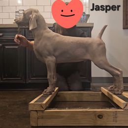 Weimaraner Puppies from So-IN Weimaraner's