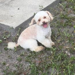 Timmy - Parti male Poodle puppy in Saint Cloud, Florida from Rising Star Kennels