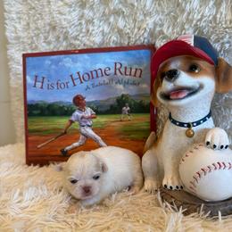 Delilah - White female Shih Tzu puppy in Success, Missouri from Sweet Success