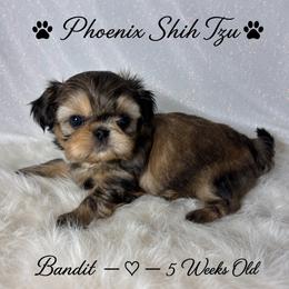 Bandit - Gold male Shih Tzu puppy in Hayden, Idaho from Phoenix Shih Tzu