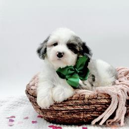Walker - Blue merle male Bernedoodle puppy in Statesville, North Carolina from Doodle Babies