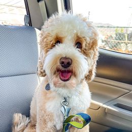 Birdie - Australian Labradoodle