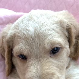 Double Doodle Puppies from Riverside Doodles in Seattle