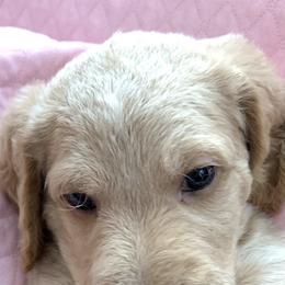 Double Doodle Puppies from Riverside Doodles in Seattle