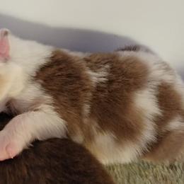Australian Shepherd Puppies from Wayward Trails Kennel