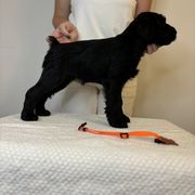 Girl 2 - Black Standard Schnauzer puppy in Lakebay, Washington from Jolanie Schnauzers