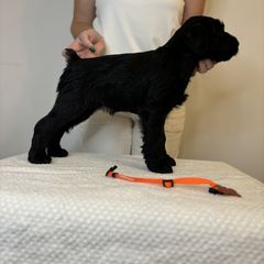 Girl 2 - Black Standard Schnauzer puppy in Lakebay, Washington from Jolanie Schnauzers