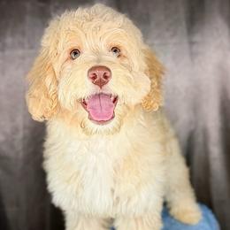 Leonardo - Red male Bernedoodle puppy in Pennsylvania from Bernedoodle Bunch