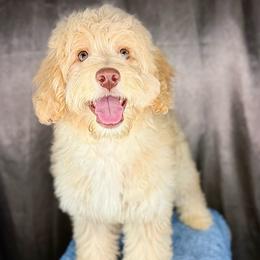 Leonardo - Red male Bernedoodle puppy in Pennsylvania from Bernedoodle Bunch