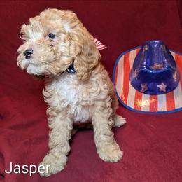 Jasper - Buff male Cockapoo puppy in Sunset, Louisiana from Cano Cockapoos