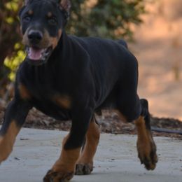 Doberman Pinscher Puppies from Obsidian Kennels