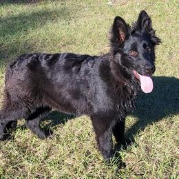 German Shepherd Puppies from Von De León German Shepherds