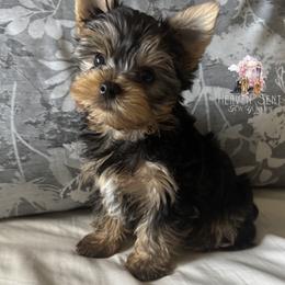 Yorkshire Terrier Puppies from Heaven_sent_toy_yorkies