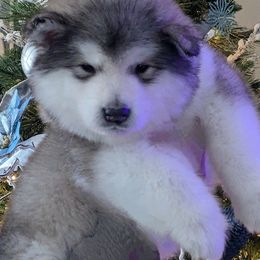 Alaskan Malamute Puppies from Windchaser Kennels