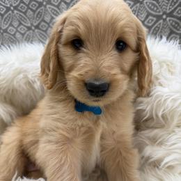 Montgomery - Apricot male Goldendoodle puppy in Boise, Idaho from Goldendoodle Baby