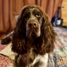 Ginger - English Springer Spaniel