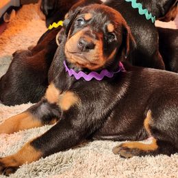 Doberman Pinscher Puppies from Amity Doberman Pinschers