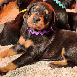Doberman Pinscher Puppies from Amity Doberman Pinschers