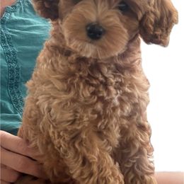 Cockapoo, Double Doodle, Goldendoodle, Poodle, and Shihpoo Puppies from Peace, Love, and Puppies at the Creek