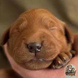 Aqua colored collar - Dark golden female Golden Retriever puppy in Fisher, Illinois from Aslan's Pride of Fidei Family Farms