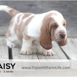 Daisy - Red and white female Basset Hound puppy in Jefferson City, Missouri from Triple Hill Farm