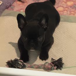 French Bulldog Puppies from Diamonds Frenchies