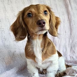 Maxine - Dachshund