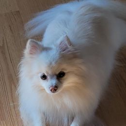 Waabi - Pomeranian