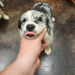 Cosmos - Blue merle male Border Collie puppy in Opelousas, Louisiana from Zahara Border Collies