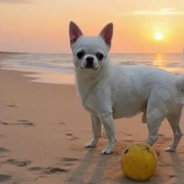 BUNNY - Chihuahua