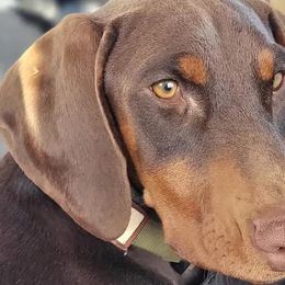 Doberman Pinschers from Marvel Dobermann