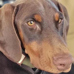 Doberman Pinschers from Marvel Dobermann