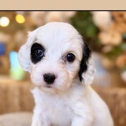 October - Tri-color male Cavapoo puppy in Yuciapa, California from AlltheDoodlez_