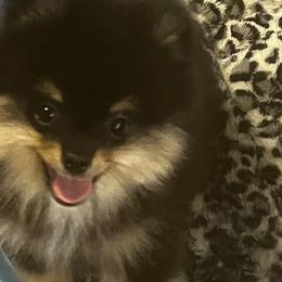 Maverick - Black and tan male Pomeranian puppy in Odem, Texas from Susan's Puppies