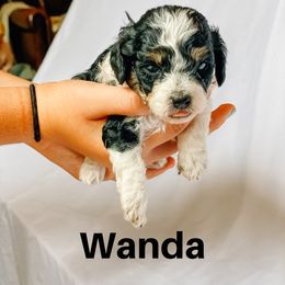 Cavapoo and Poodle Puppies from Poodles Plus
